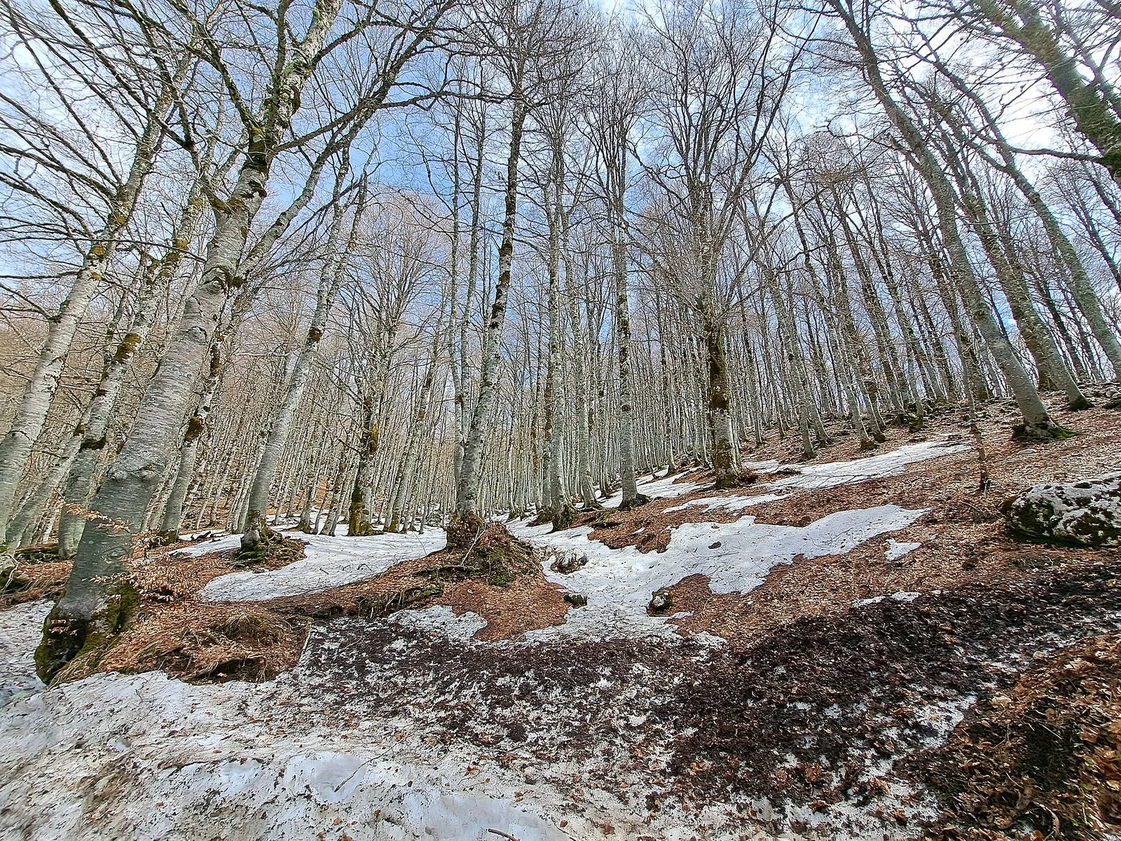 La faggeta della Maiella, a meno di un'ora dalla costa
