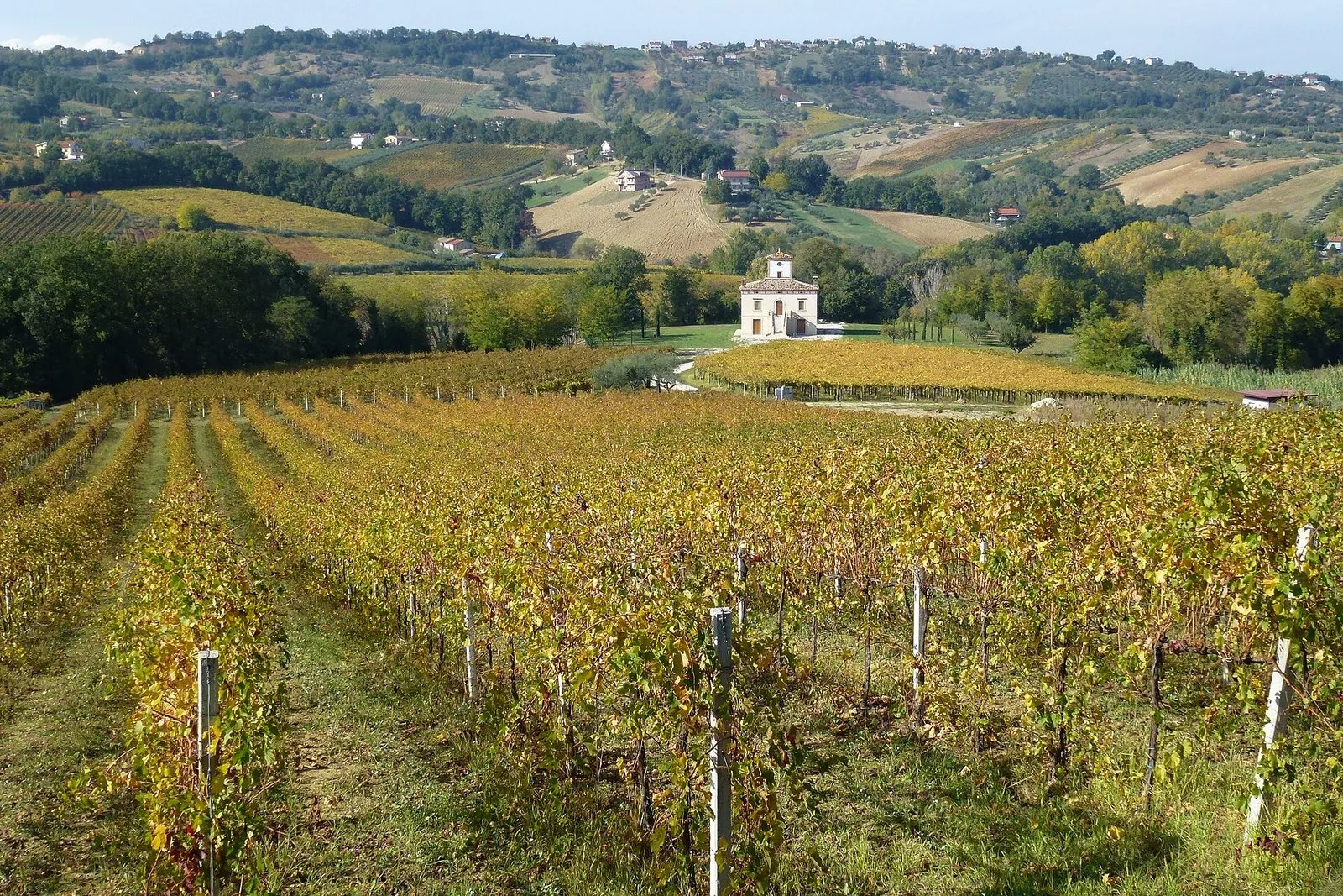 Un vigneto autunnale nella Val di Foro, in provincia di Chieti